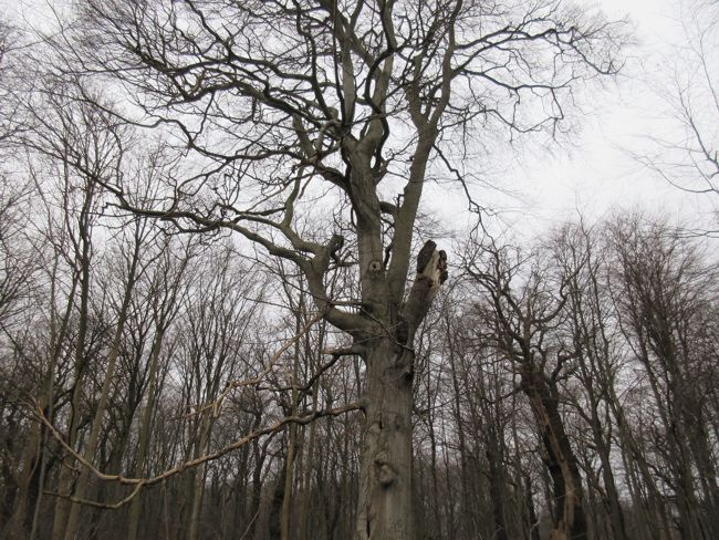 This tree is very high - I would very much like to climb it. But it will most likely never happen